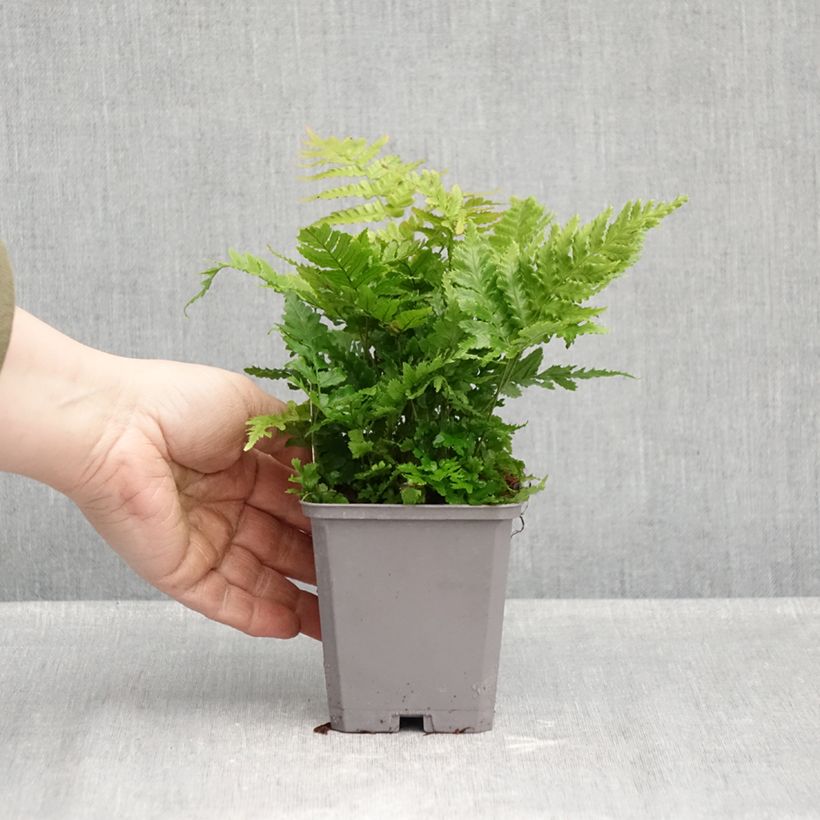 Exemplar von Dryopteris erythrosora - Wurmfarn Kleine Töpfe von 8/9 cm wie im Herbst geliefert
