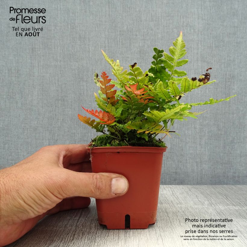 Example of Dryopteris erythrosora Prolifica - Wurmfarn Kleine Töpfe von 8/9 cm as you get in ete