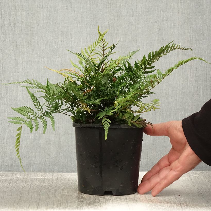 Example of Dryopteris erythrosora Prolifica - Wurmfarn Topf mit 2L/3L as you get in automne