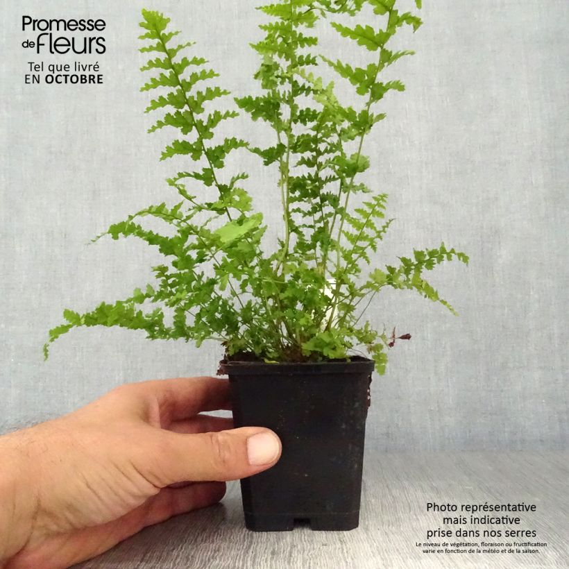 Example of Dryopteris filix-mas Barnesii - Wurmfarn Kleine Töpfe von 8/9 cm as you get in automne