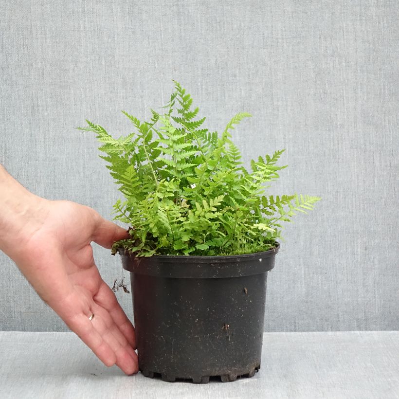 Exemplar von Dryopteris filix-mas - Wurmfarn Topf mit 2L/3L wie im Herbst geliefert