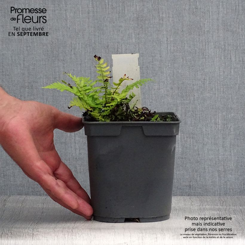 Example of Dryopteris filix-mas - Wurmfarn Topf mit 2L/3L as you get in ete