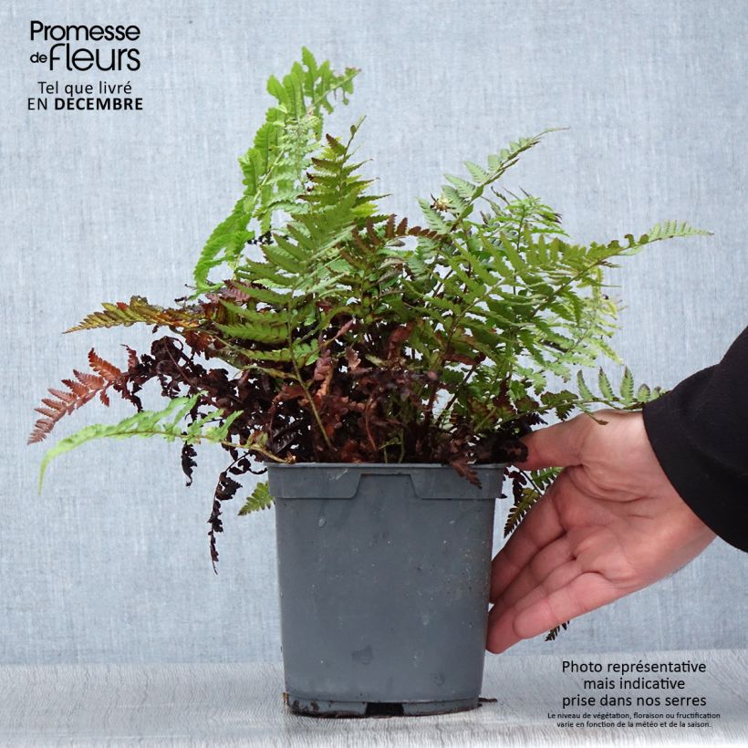 Exemplar von Dryopteris filix-mas - Wurmfarn Topf mit 2L/3L wie im Winter geliefert