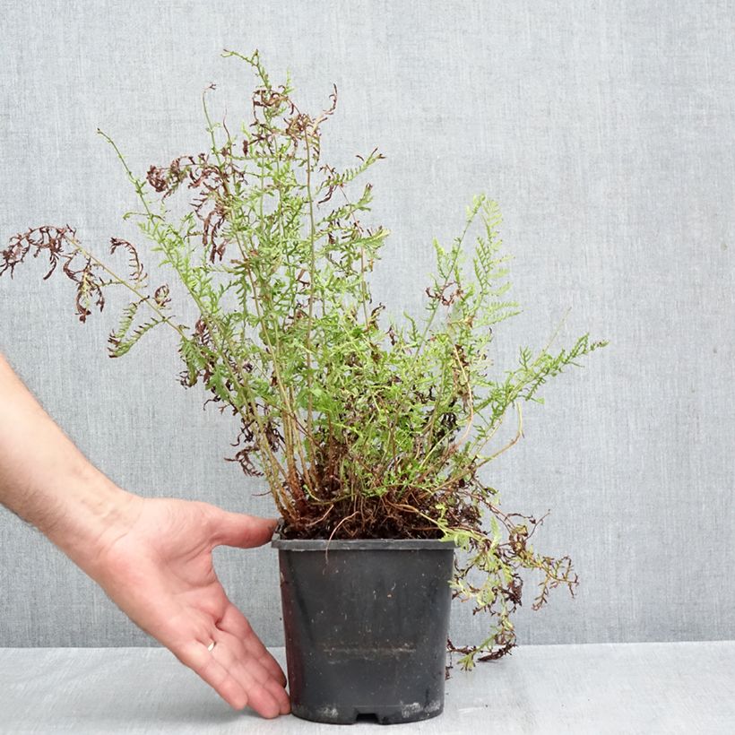 Exemplar von Dryopteris filix-mas Linearis Polydactyla - Wurmfarn Topf mit 2L/3L wie im Herbst geliefert