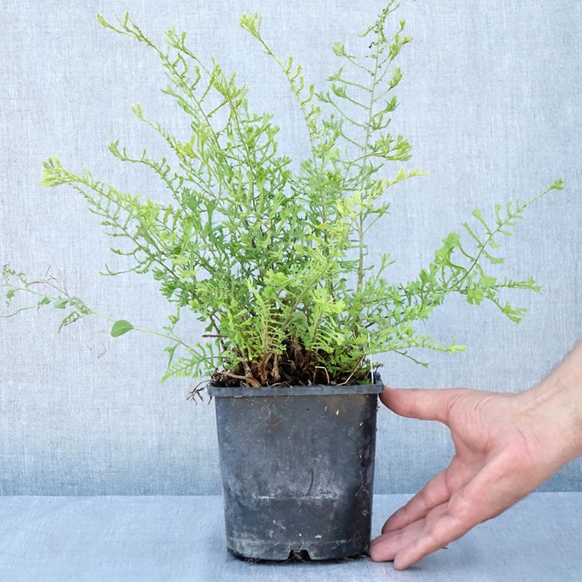 Example of Dryopteris filix-mas Linearis Polydactyla - Wurmfarn Topf mit 2L/3L as you get in ete