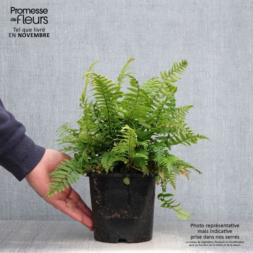 Example of Dryopteris kuratae - Wurmfarn Topf mit 2L/3L as you get in automne
