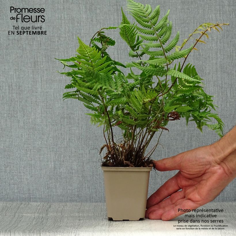 Example of Dryopteris lepidopoda - Wurmfarn Kleine Töpfe von 8/9 cm as you get in automne