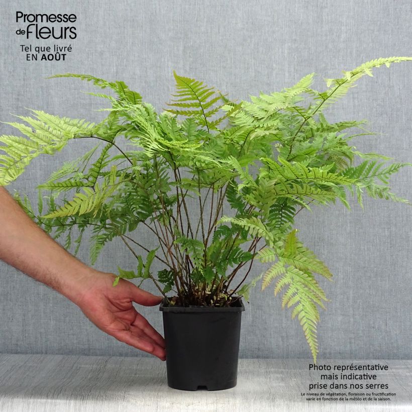 Example of Dryopteris lepidopoda - Wurmfarn Topf mit 2L/3L as you get in ete