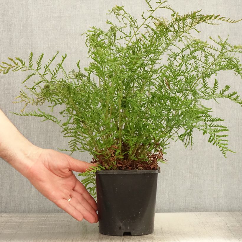 Exemplar von Dryopteris filix-mas Linearis Polydactyla - Wurmfarn Topf mit 2L/3L wie im Frühjahr geliefert
