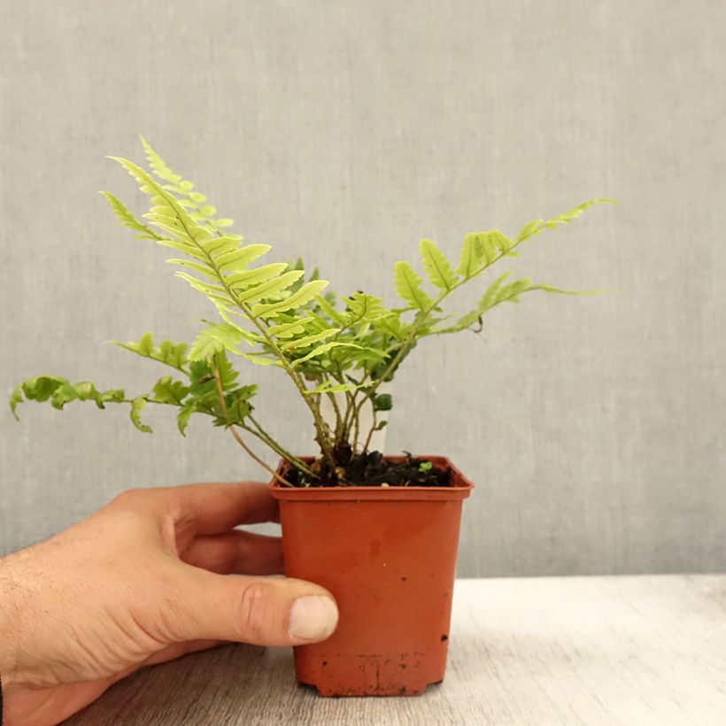 Example of Dryopteris ludoviciana - Wurmfarn Kleine Töpfe von 8/9 cm as you get in automne