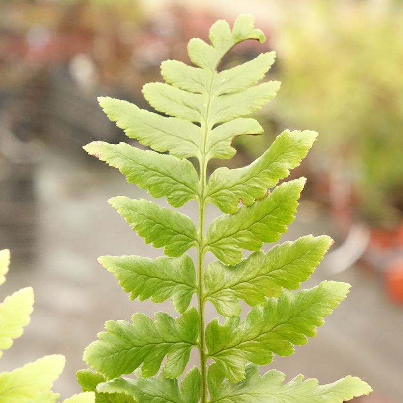 Dryopteris ludoviciana - Wurmfarn (Foliage)