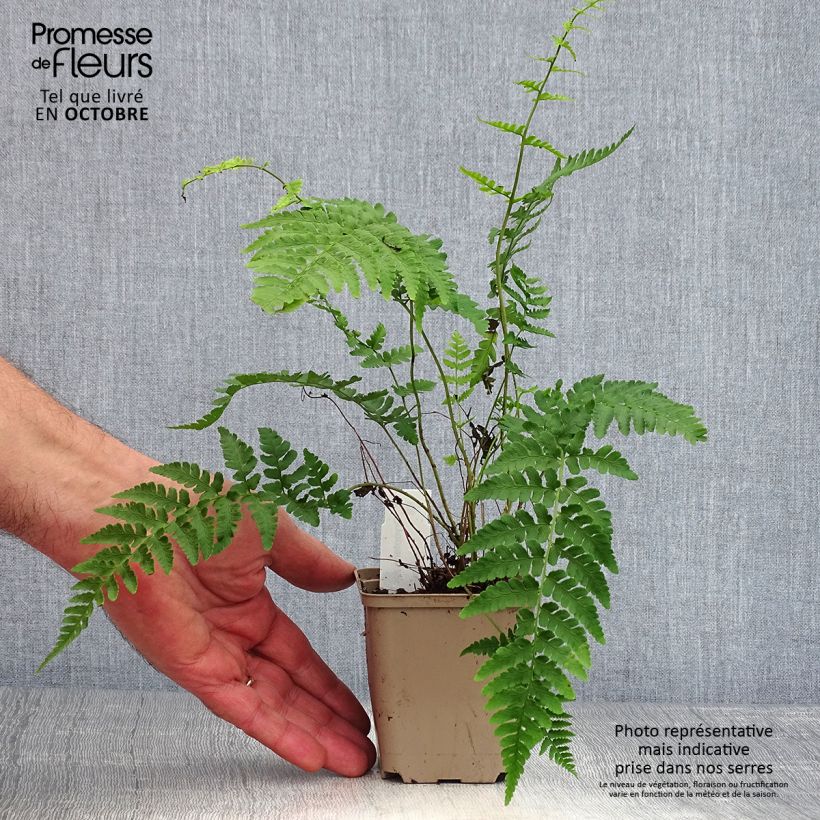Example of Dryopteris marginalis - Wurmfarn Kleine Töpfe von 8/9 cm as you get in automne