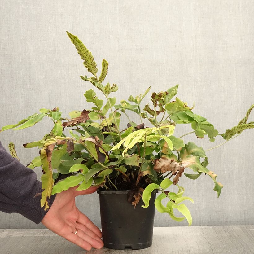Example of Dryopteris sieboldii - Wurmfarn Topf mit 2L/3L as you get in automne