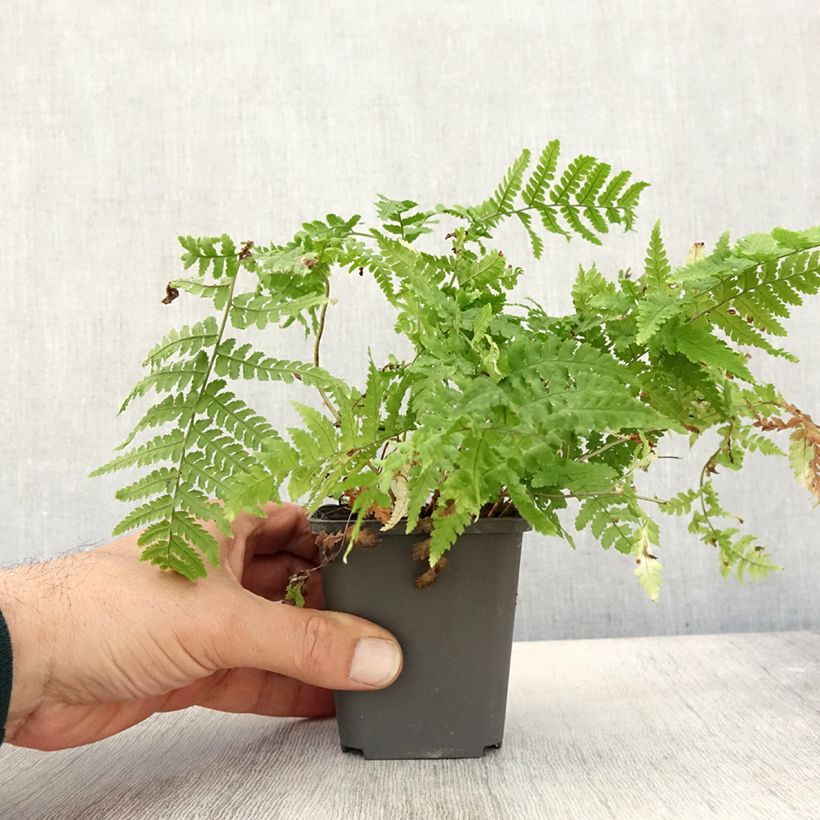 Example of Dryopteris stewartii - Wurmfarn Kleine Töpfe von 8/9 cm as you get in automne