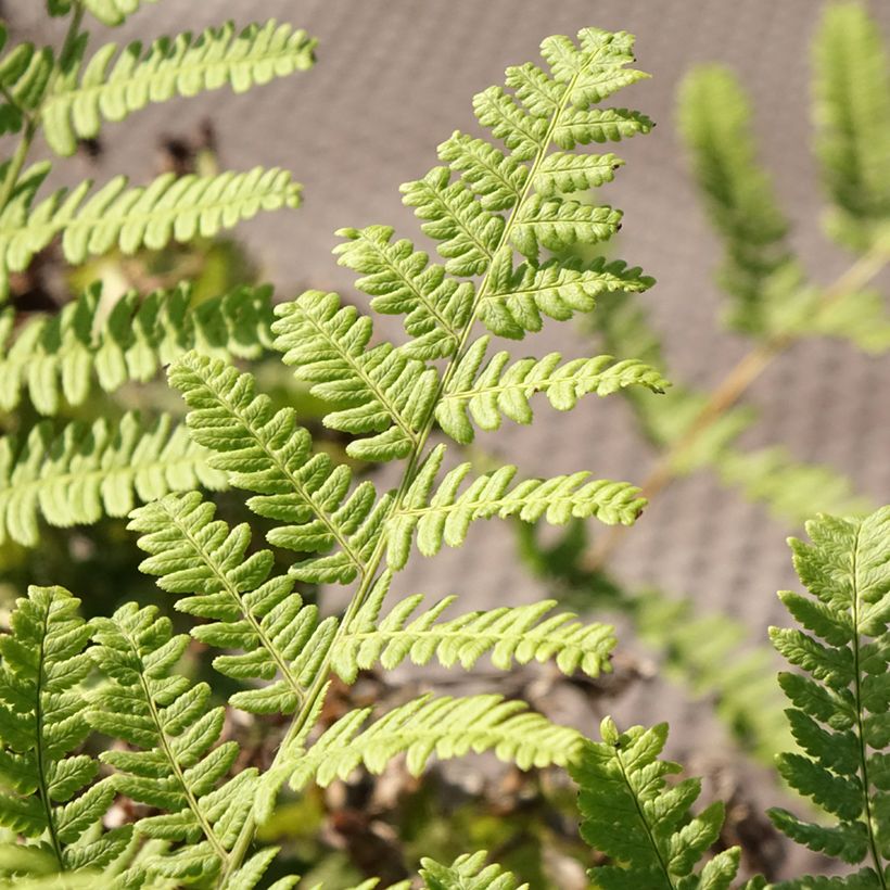 Dryopteris stewartii - Wurmfarn (Foliage)