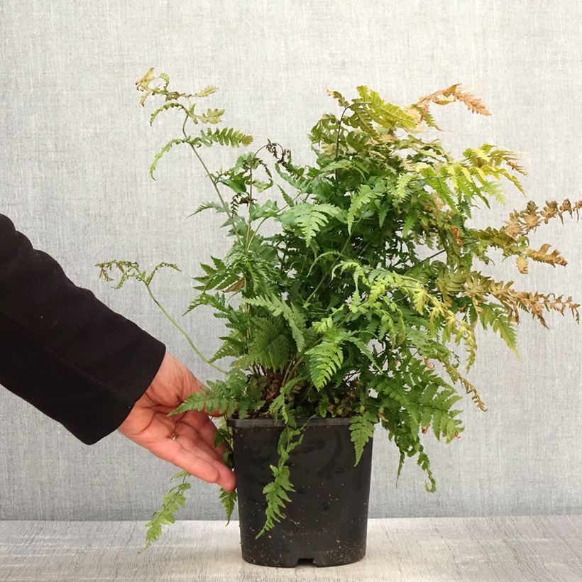 Example of Dryopteris stewartii - Wurmfarn Topf mit 2L/3L as you get in printemps