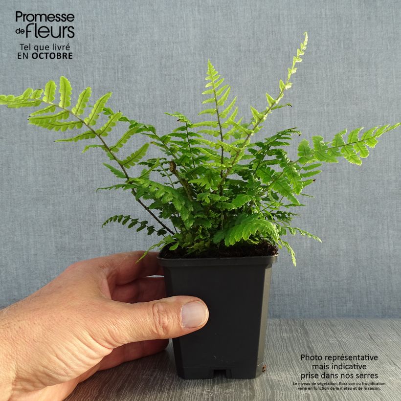 Example of Dryopteris wallichiana - Wurmfarn Kleine Töpfe von 8/9 cm as you get in automne