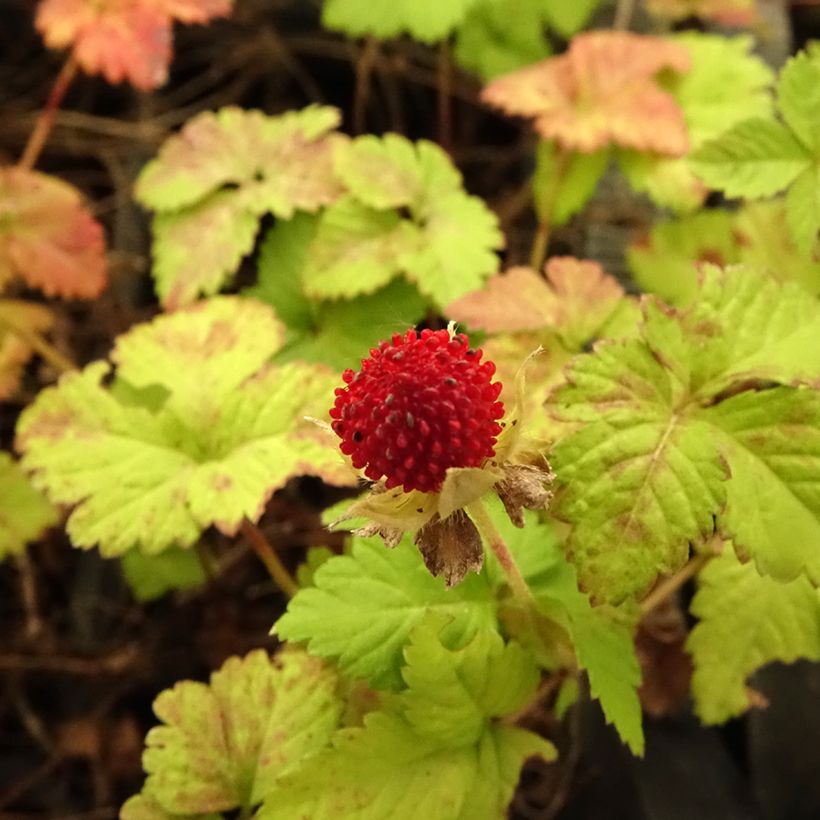Duchesnea indica - Indische Erdbeere (Flowering)
