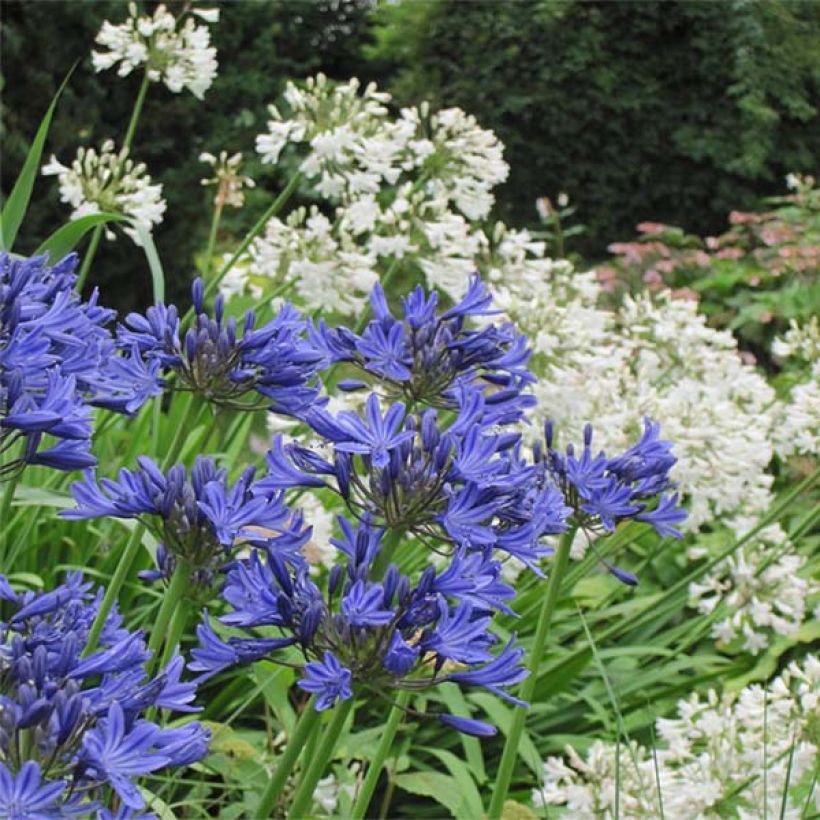 Agapanthes-Duo in Weiß-Blau (Flowering)