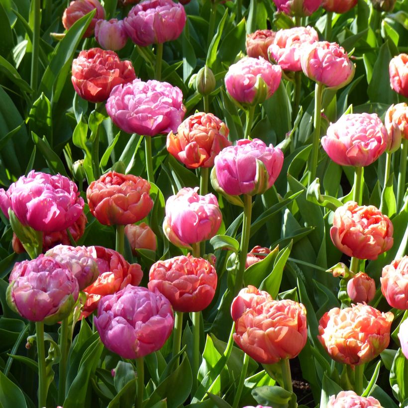 Duo von Tulpen Amazing Grace & Copper Image (Flowering)