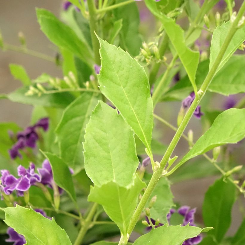 Duranta repens - Himmelsblüte (Foliage)