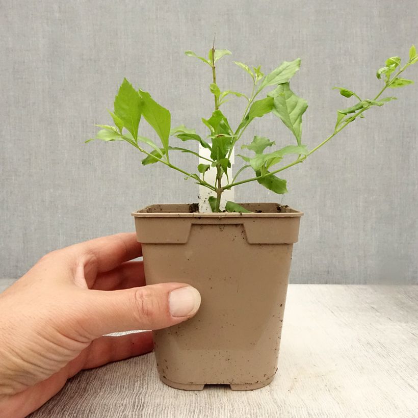 Example of Duranta repens - Himmelsblüte Topf mit 1L/1,5L as you get in ete