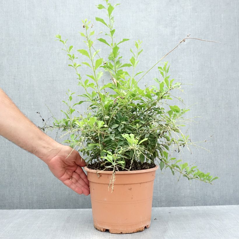 Example of Duranta repens - Himmelsblüte Topf mit 4L/5L as you get in ete