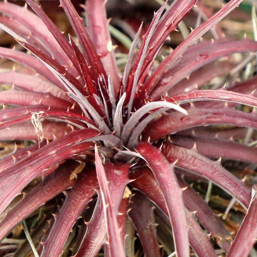Dyckia Burgundy Ice (Laub)