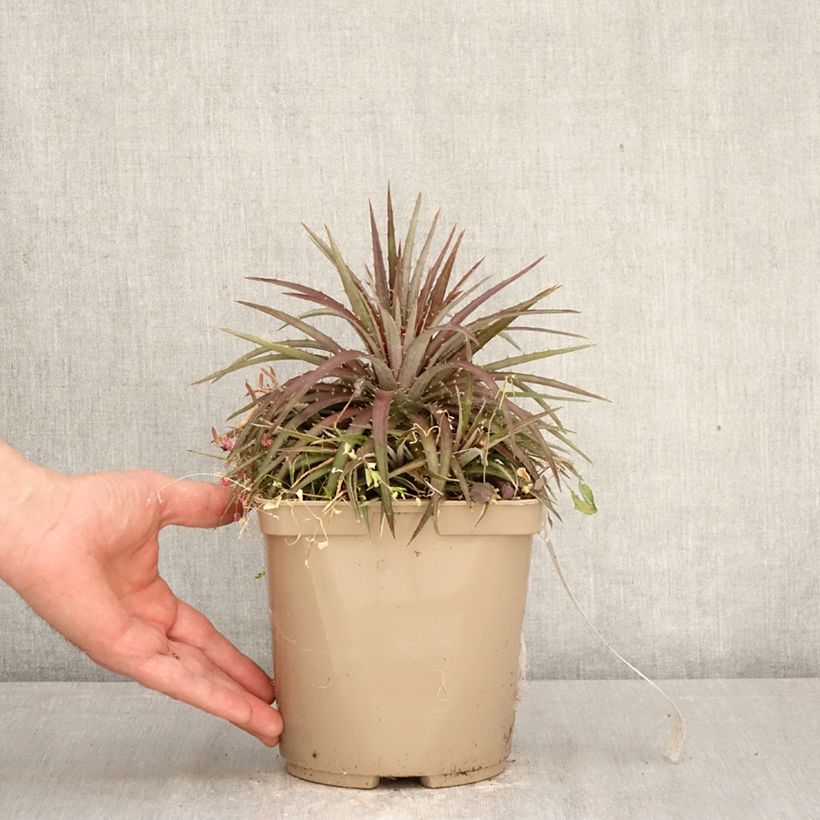 Exemplar von Dyckia Burgundy Ice Topf mit 3L/4L wie im Frühjahr geliefert