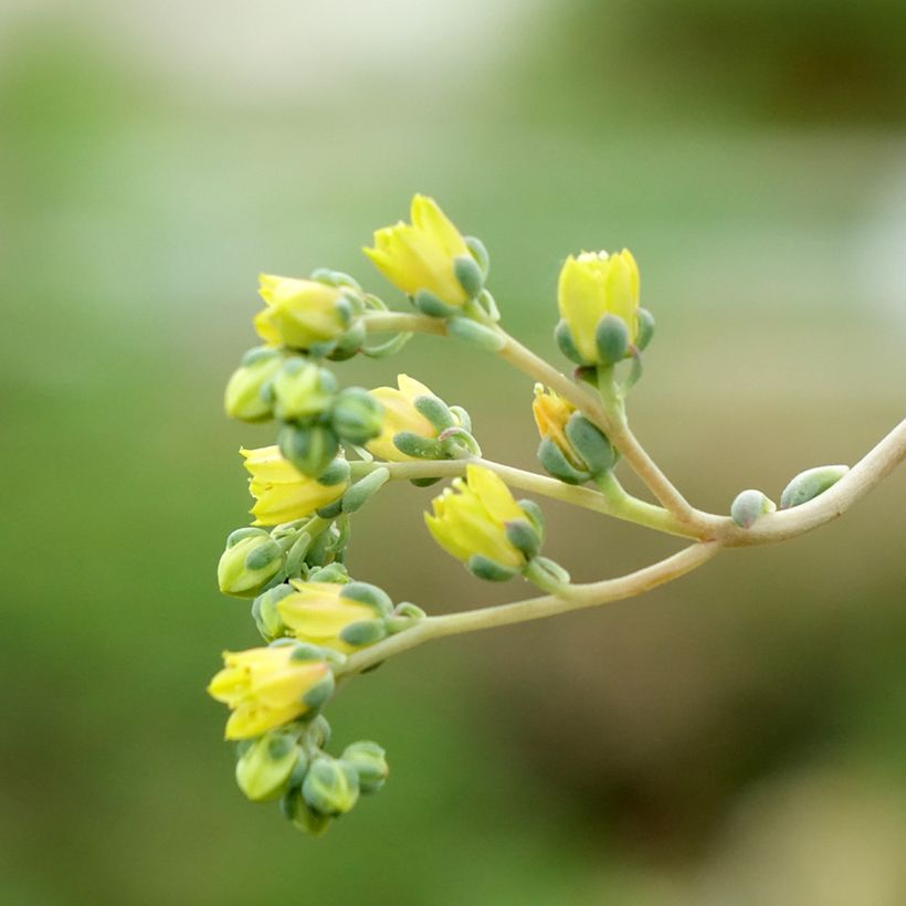 Echeveria agavoides - Echeverie (Blüte)