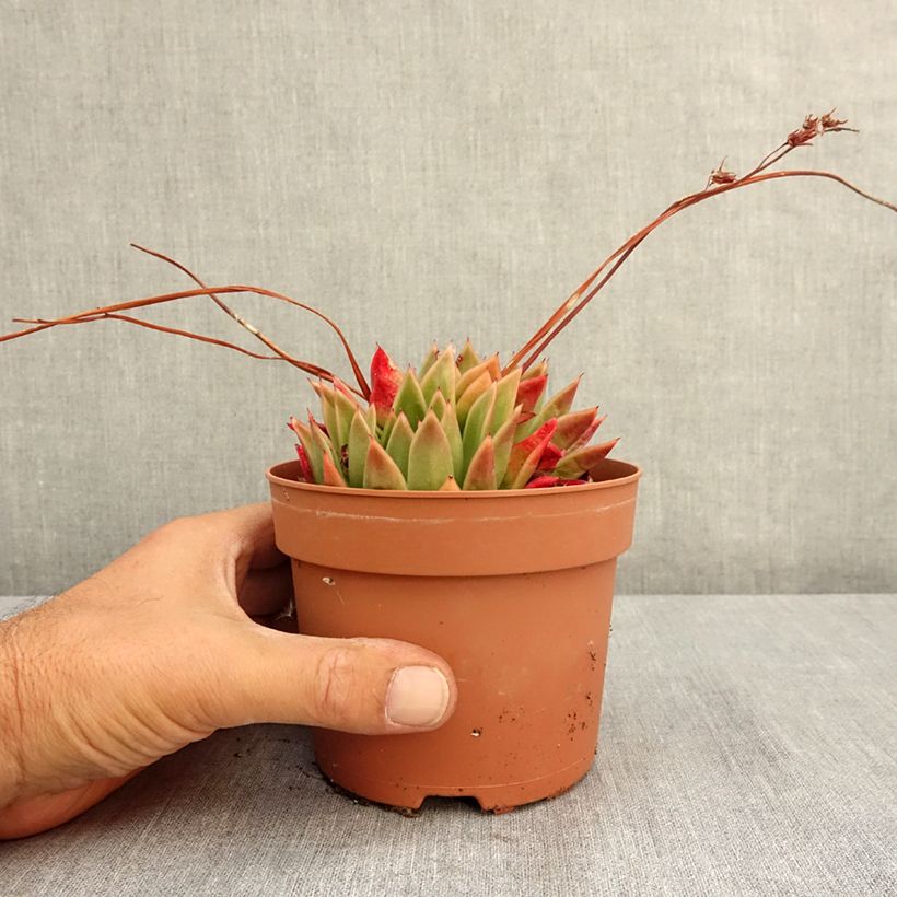 Exemplar von Echeveria agavoides - Echeverie Topf mit 1L/1,5L wie im Sommer geliefert