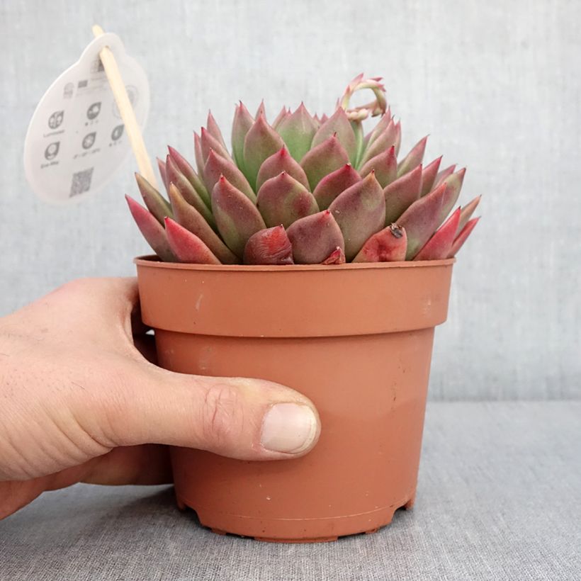 Example of Echeveria agavoides - Echeverie Topf mit 1L/1,5L as you get in hiver