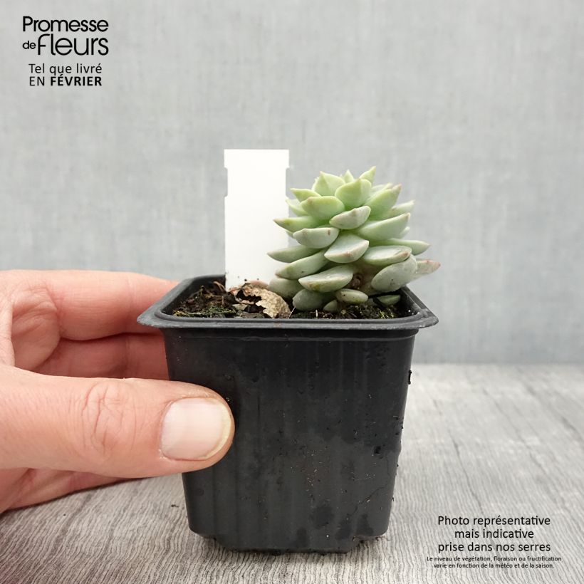 Example of Echeveria derenbergii - Echeverie Kleine Töpfe von 8/9 cm as you get in hiver