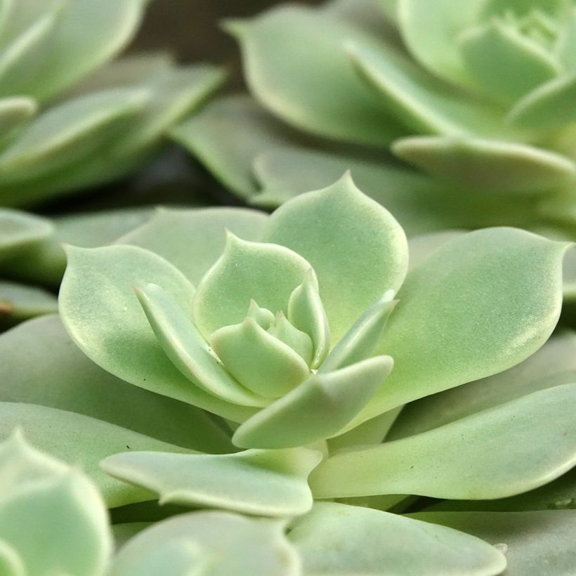 Echeveria Lola - Echeverie (Laub)