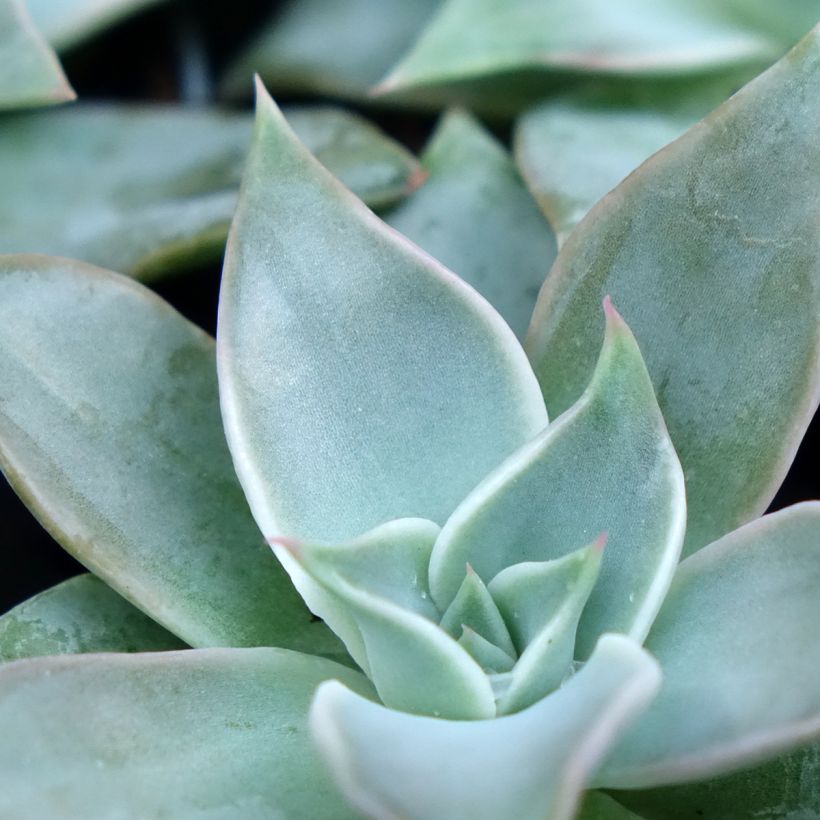 Echeveria Madiba - Echeverie (Laub)
