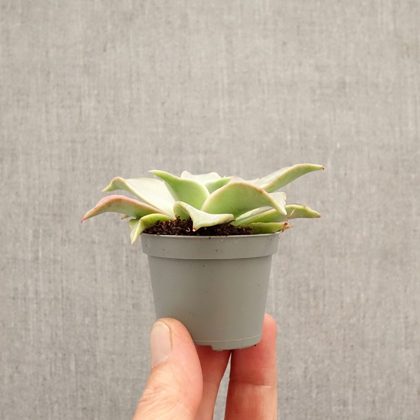 Exemplar von Echeveria Madiba - Echeverie Mini-Pflanze wie im Frühjahr geliefert
