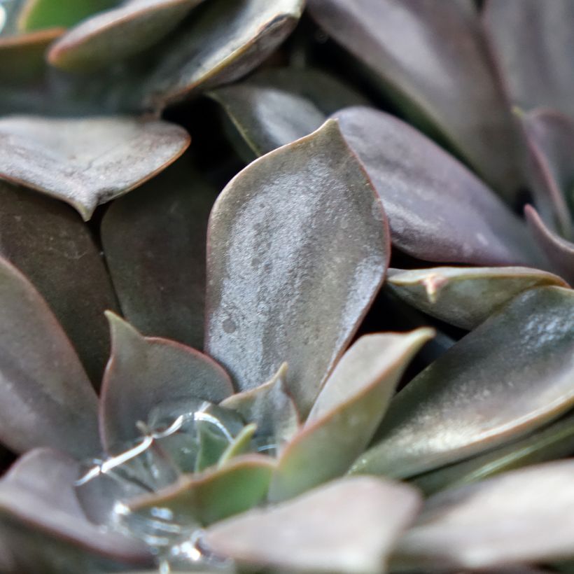 Echeveria Nina - Echeverie (Laub)