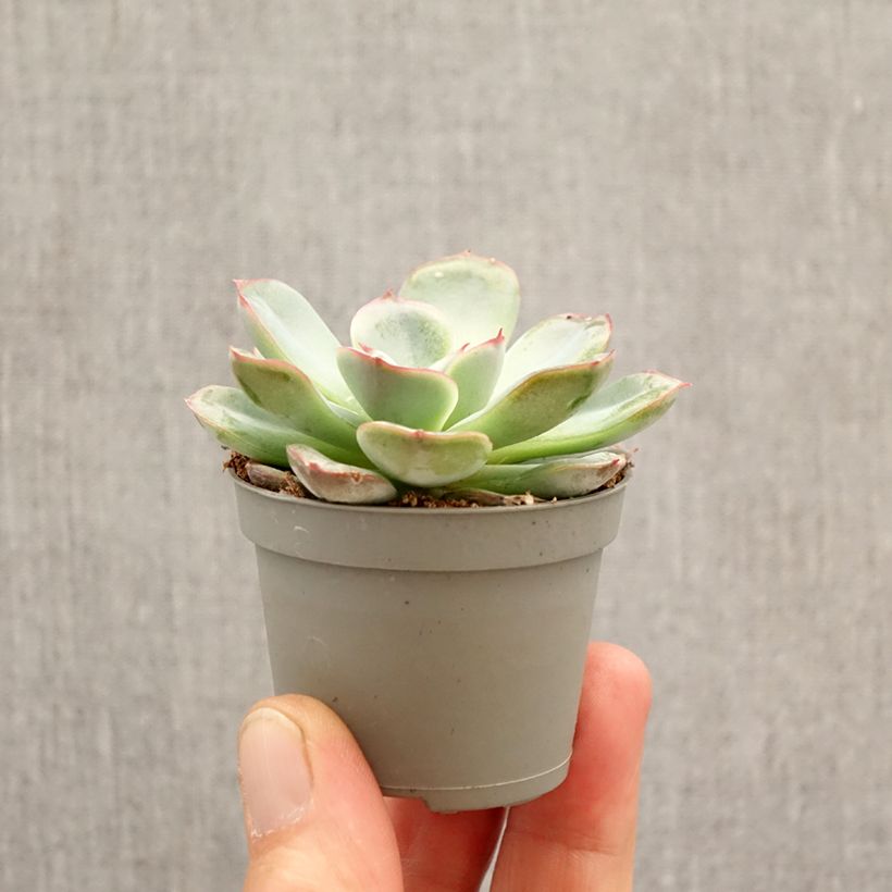 Exemplar von Echeveria Parva - Echeverie Mini-Pflanze wie im Frühjahr geliefert
