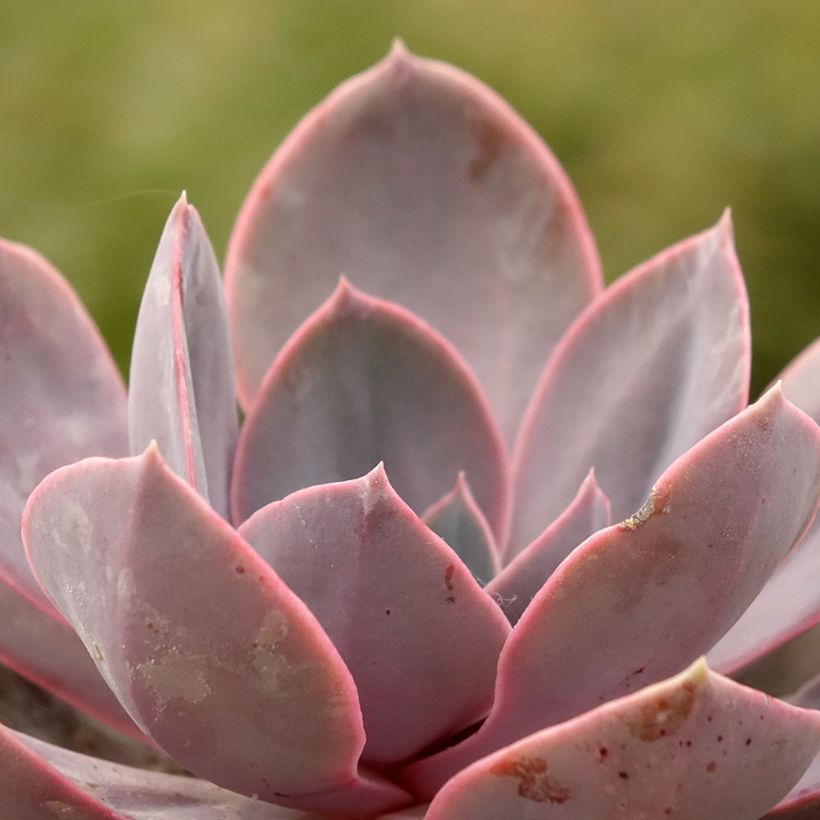 Echeveria Perle Von Nürnberg - Echeverie (Laub)