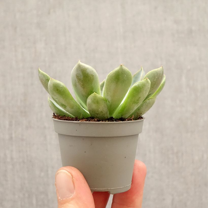 Exemplar von Echeveria Pink Edge - Echeverie Mini-Pflanze wie im Frühjahr geliefert