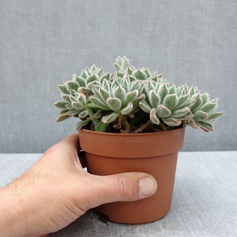 Exemplar von Echeveria setosa - Echeverie Topf mit 1L/1,5L wie im Frühjahr geliefert