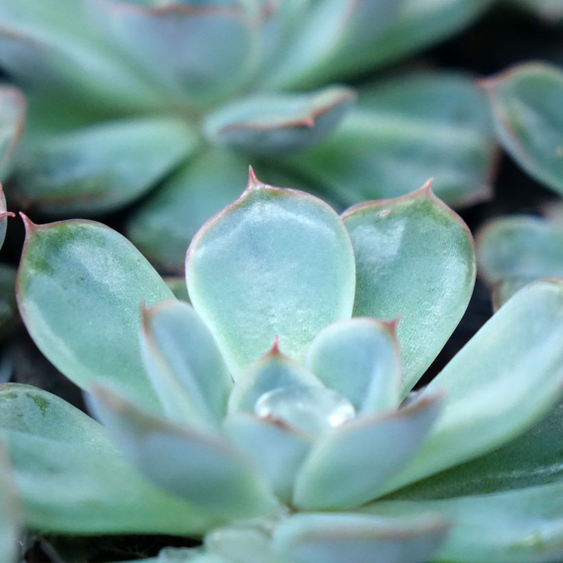 Echeveria Shira - Echeverie (Laub)