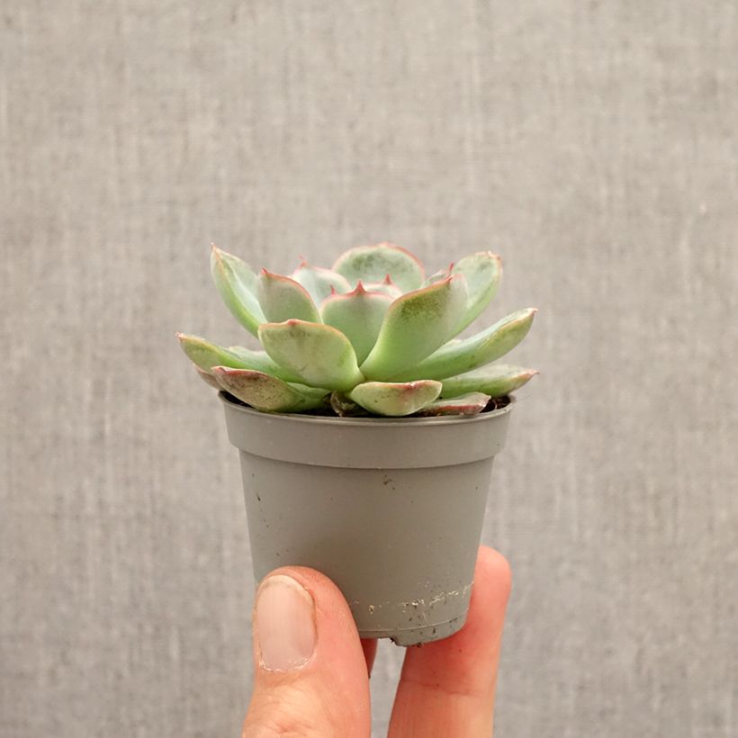 Exemplar von Echeveria Shira - Echeverie Mini-Pflanze wie im Frühjahr geliefert