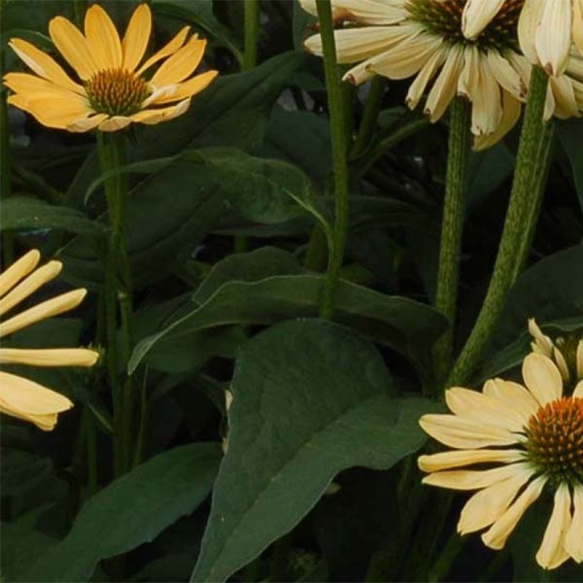 Echinacea purpurea Aloha - Sonnenhut (Foliage)