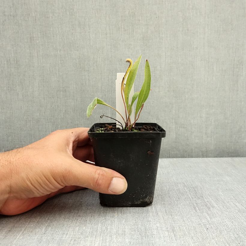 Exemplar von Echinacea angustifolia Godet de 8/9 cm wie im Sommer geliefert