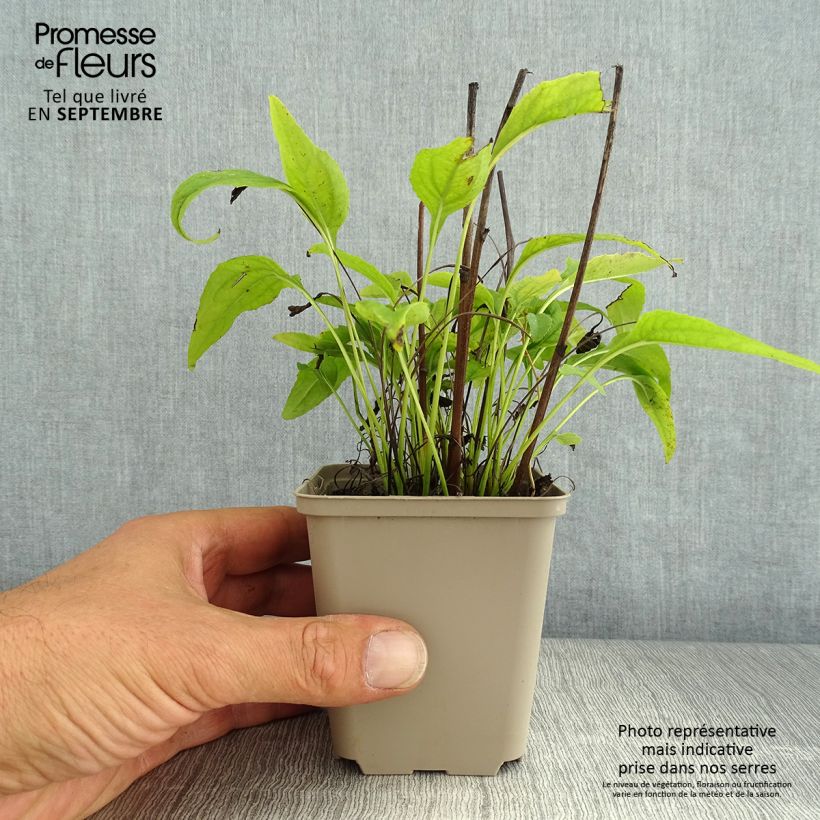 Example of Echinacea purpurea Avalanche - Sonnenhut Kleine Töpfe von 8/9 cm as you get in ete