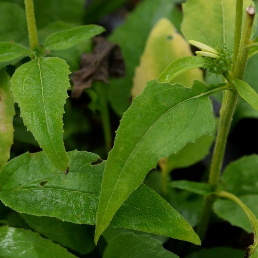 Echinacea purpurea Avalanche - Sonnenhut (Foliage)
