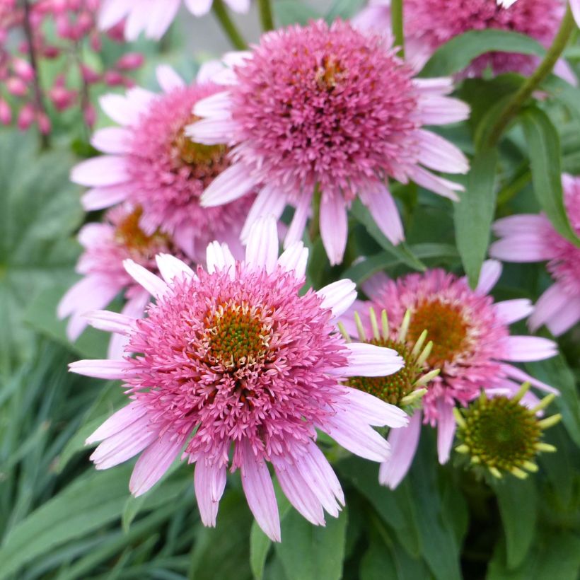 Echinacea purpurea Butterfly Kisses - Sonnenhut (Flowering)