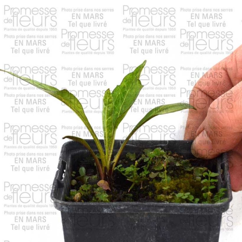 Example of Echinacea purpurea Catharina - Sonnenhut Kleine Töpfe von 8/9 cm as you get