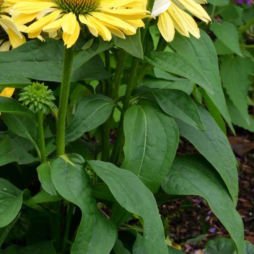 Echinacea purpurea Chiquita - Sonnenhut (Foliage)